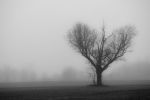 Fog 5.jpg